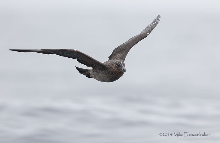 Chilean Skua (Stercorarius chilensis) photo