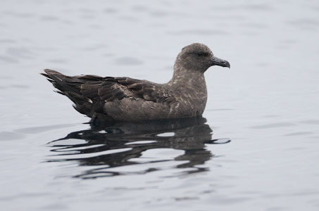 South Polar Skua (Stercorarius maccormicki) photo image