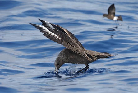 South Polar Skua (Stercorarius maccormicki) photo image
