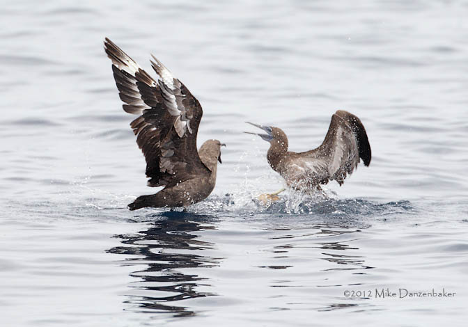 South Polar Skua (Stercorarius maccormicki) photo image
