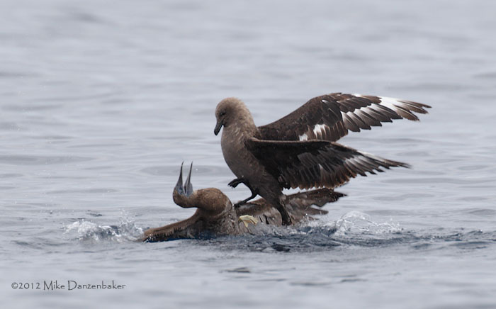 South Polar Skua (Stercorarius maccormicki) photo image