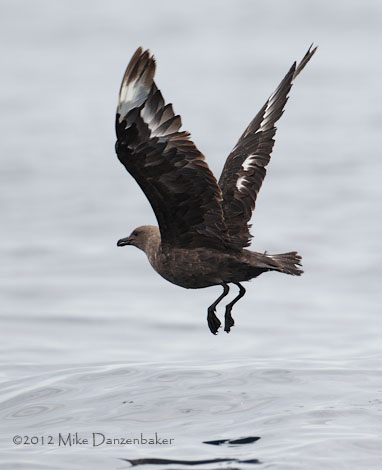 South Polar Skua (Stercorarius maccormicki) photo image