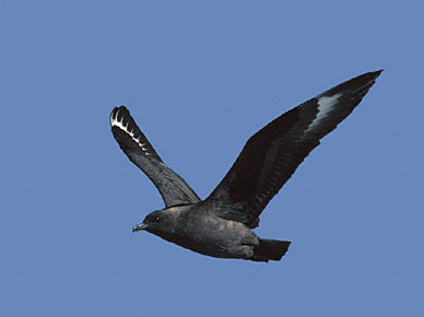 South Polar Skua (Stercorarius maccormicki) photo image