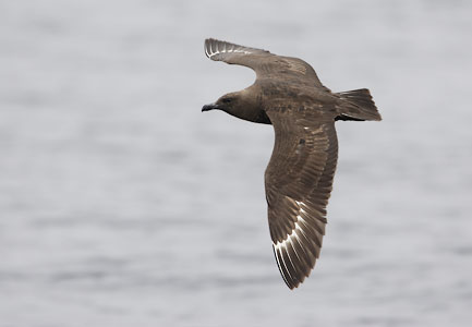 South Polar Skua (Stercorarius maccormicki) photo image