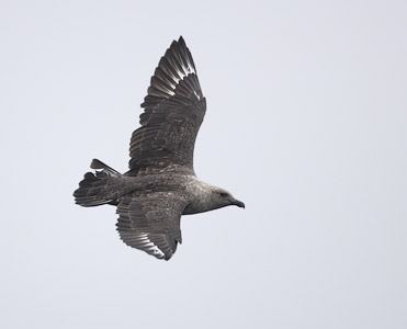 South Polar Skua (Stercorarius maccormicki) photo image