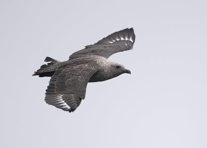 South Polar Skua (Stercorarius maccormicki) photo image