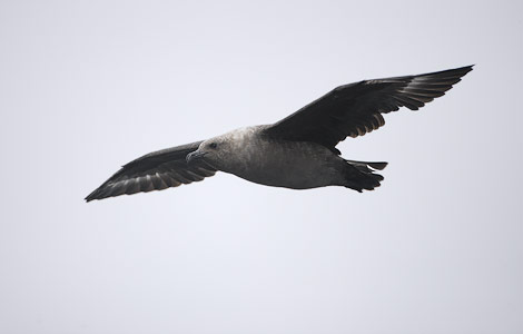 South Polar Skua (Stercorarius maccormicki) photo image