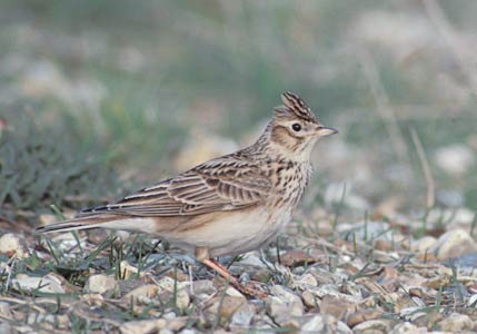 Eurasian Skylark (Alauda arvensis) photo image