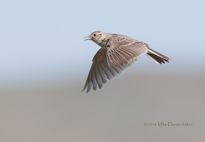 Eurasian Skylark (Alauda arvensis) photo