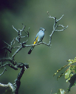Gray Silky-flycatcher (Ptilogonys cinereus) photo image