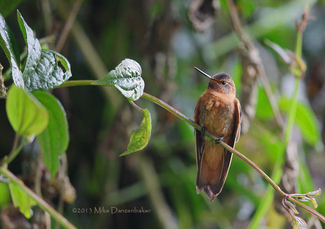 Shining Sunbeam (Aglaeactis cupripennis) photo image