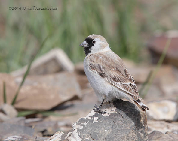 Pere David's Snowfinch (Pyrgilauda davidiana) photo