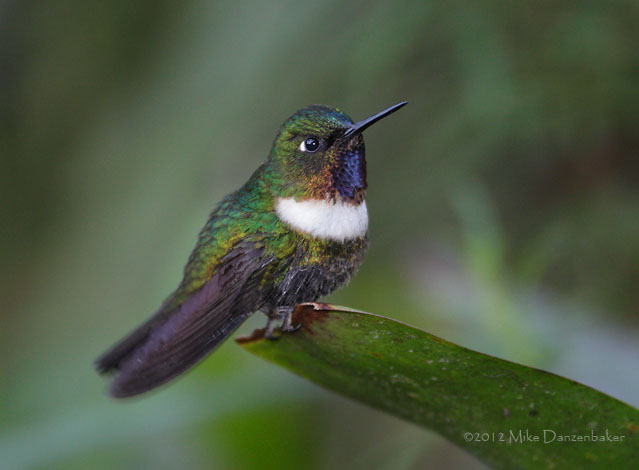 Amethyst-throated Sunangel (Heliangelus amethysticollis) photo