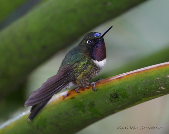 Amethyst-throated Sunangel (Heliangelus amethysticollis) photo