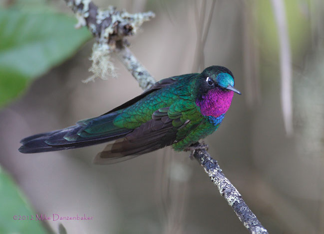 Purple-throated Sunangel (Heliangelus viola) photo