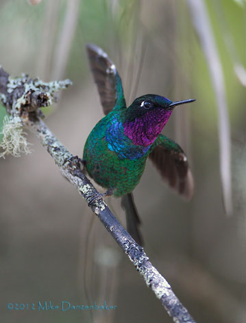 Purple-throated Sunangel (Heliangelus viola) photo