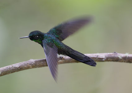 Tourmaline Sunangel (Heliangelus exortis) photo image