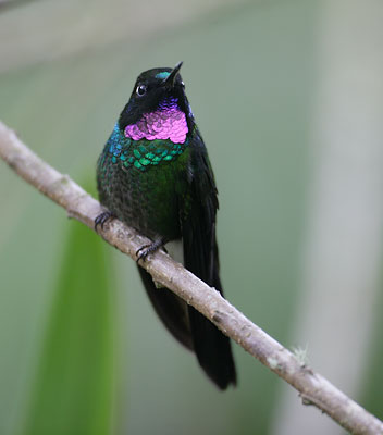 Tourmaline Sunangel (Heliangelus exortis) photo image