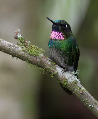 Tourmaline Sunangel (Heliangelus exortis) photo image