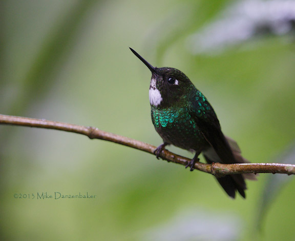 Tourmaline Sunangel (Heliangelus exortis) photo image