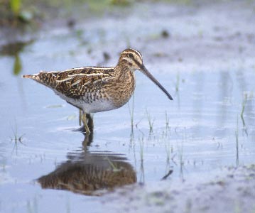 Common Snipe (Gallinago gallinago) photo image