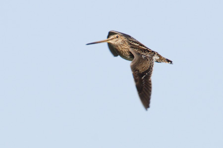 Common Snipe (Gallinago gallinago) photo image