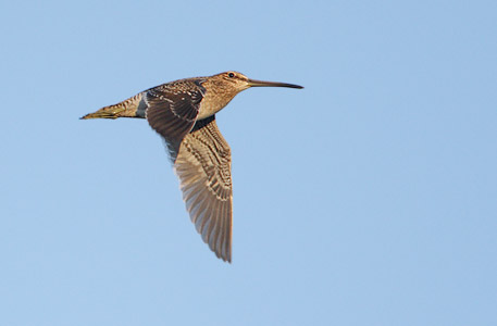 Common Snipe (Gallinago gallinago) photo image