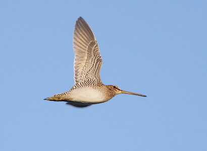 Common Snipe (Gallinago gallinago) photo image