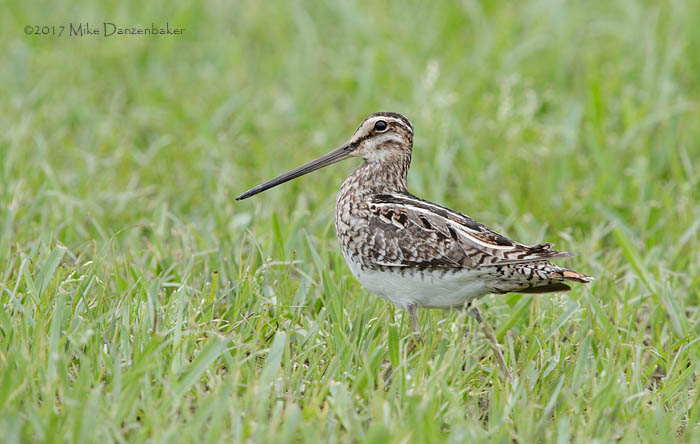 Common Snipe (Gallinago gallinago) photo image