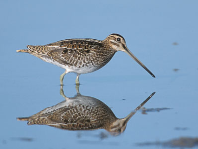 Common Snipe (Gallinago gallinago) photo image