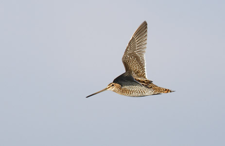 Common Snipe (Gallinago gallinago) photo image