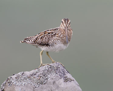 Common Snipe (Gallinago gallinago) photo image