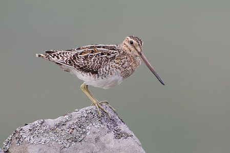 Common Snipe (Gallinago gallinago) photo image