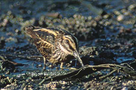 Jack Snipe (Lymnocryptes minimus) photo image