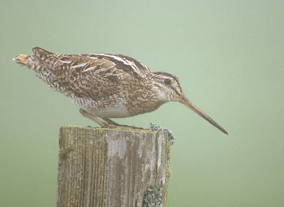 Latham's Snipe (Gallinago hardwickii) photo image