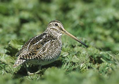 South American Snipe (Gallinago paraguaiae) photo
