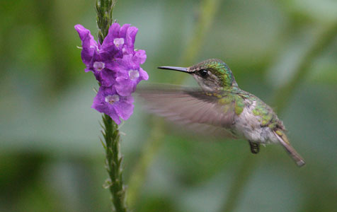 Snowcap (Microchera albocoronata) photo