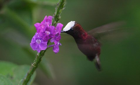 Snowcap (Microchera albocoronata) photo