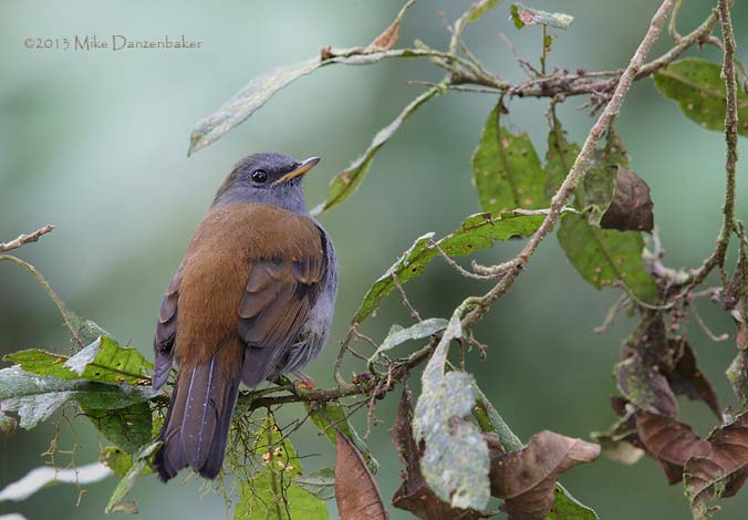 Andean Solitaire (Myadestes ralloides) photo