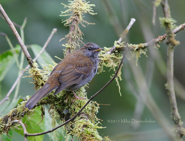 Andean Solitaire (Myadestes ralloides) photo