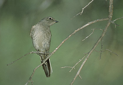 Townsend's Solitaire (Myadestes townsendi) photo image