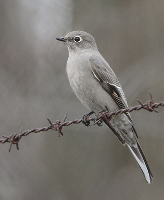 Townsend's Solitaire (Myadestes townsendi) photo image