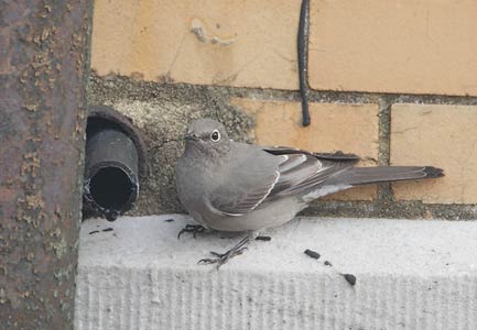 Townsend's Solitaire (Myadestes townsendi) photo image