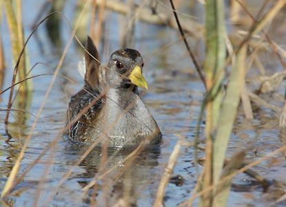 Sora (Porzana carolina) photo image