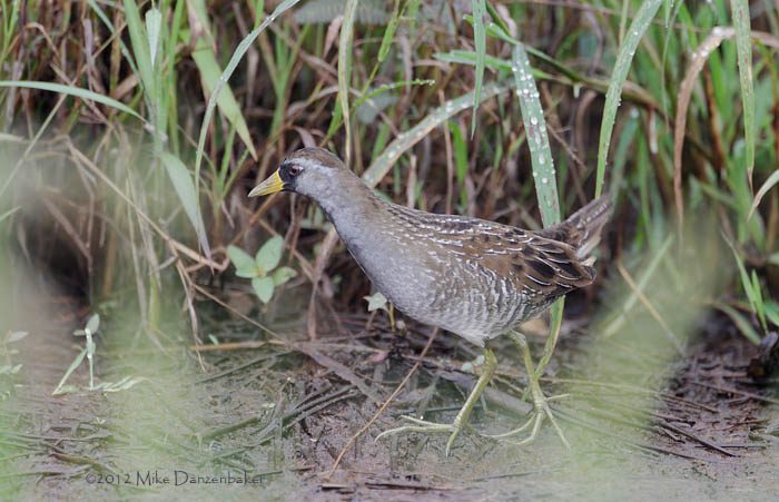 Sora (Porzana carolina) photo image