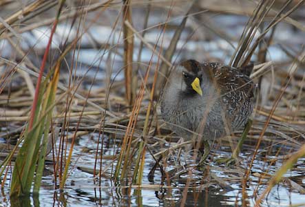 Sora (Porzana carolina) photo image