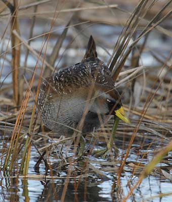 Sora (Porzana carolina) photo image