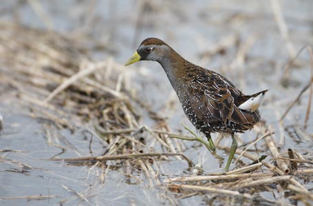Sora (Porzana carolina) photo image