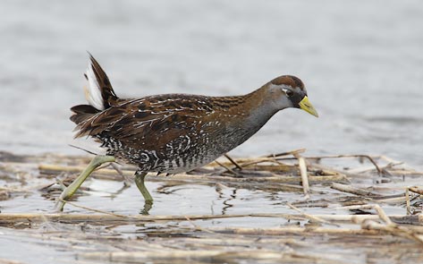 Sora (Porzana carolina) photo image