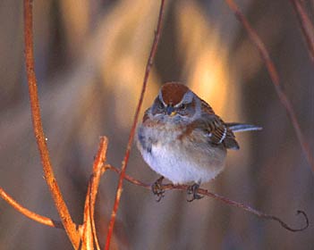 American Tree Sparrow (Spizella arborea) photo image